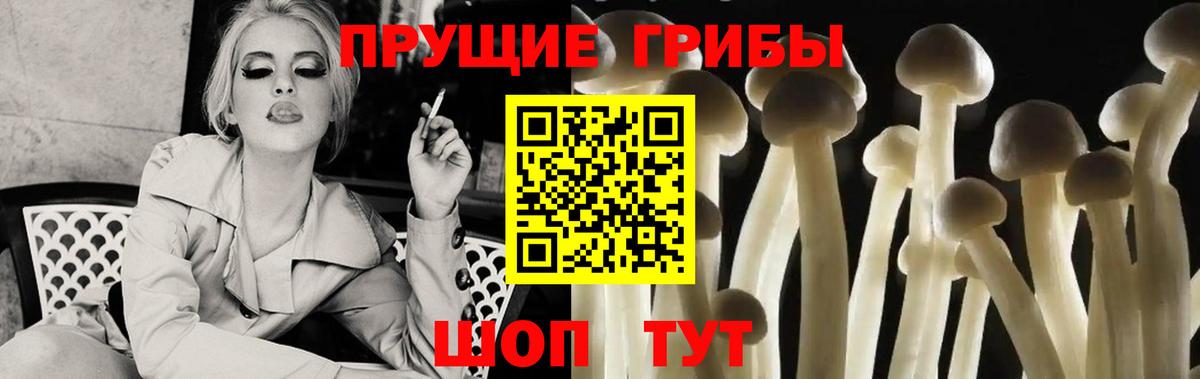 Псилоцибиновые грибы Psilocybe Элиста